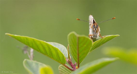 Bedreigd, maar op de foto: veldparelmoervlinder - Lommel