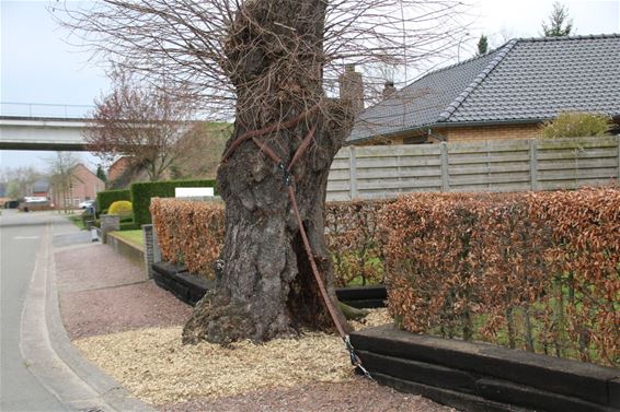 Bedreigde linde in Hayenhoek verankerd - Neerpelt