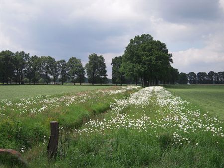 Beekranden worden pareltjes in de natuur