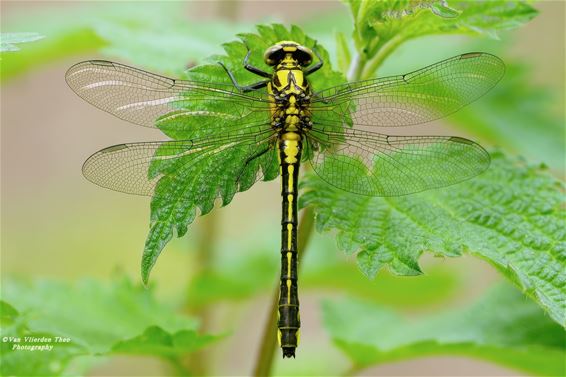Beekrombout langs de Warmbeek - Hamont-Achel