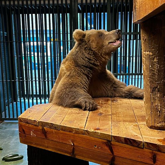 Beer uit Kazachstan gered door Natuurhulpcentrum - Oudsbergen