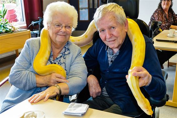 Beestenboel bij Corsala - Beringen