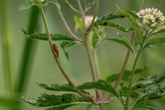 Beestjes in de Kolonie - Lommel