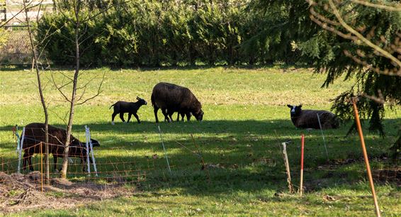 Beestjes in Gelderhorsten - Lommel