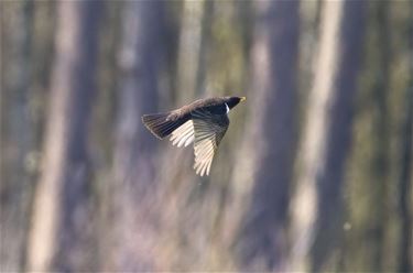 Beflijster gespot - Beringen & Leopoldsburg