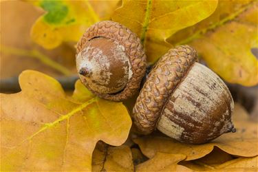 Begin van de herfst - Beringen