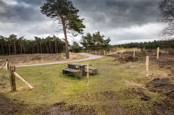 Beheer van Blekerheide en Riebosserheide - Lommel