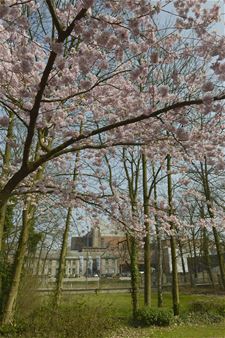 Beheersplan voor Kioskplein en park directeur - Beringen