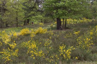 Behringen am Lüneburger Heide - Beringen