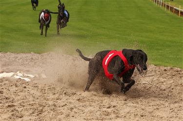 Beker van België voor windhondenrennen - Beringen