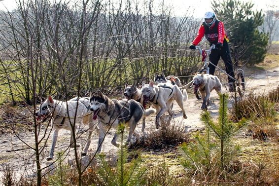 Belgisch kampioenschap 'Sleehonden' - Lommel