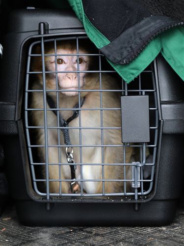 Berberaapje opgevangen in Natuurhulpcentrum - Oudsbergen