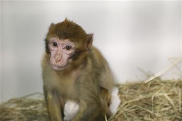 Berberapen naar Planckendael