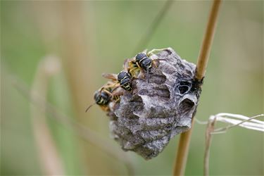 Bergveldwesp in de vloeiweiden - Lommel