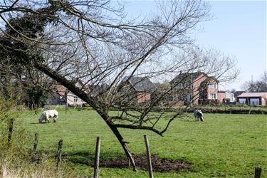 Beringen is nog altijd belangrijk in de landbouw - Beringen