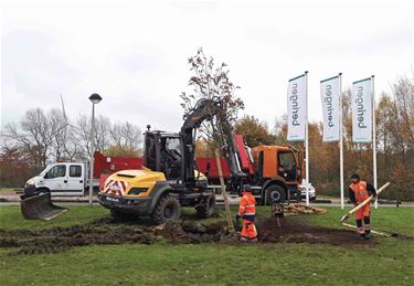 Beringen plant eerste klimaatboom - Beringen