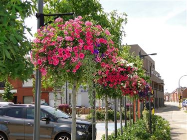 Beringen valt in de prijzen voor groenbeleid - Beringen