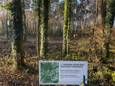 Berings bosbeheer door Bosgroep Limburg - Beringen