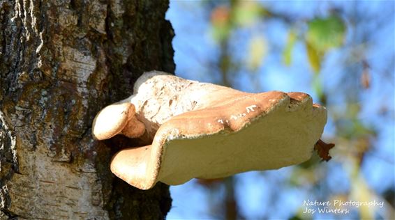 Hechtel-Eksel - Berkenzwam in het Hoksent