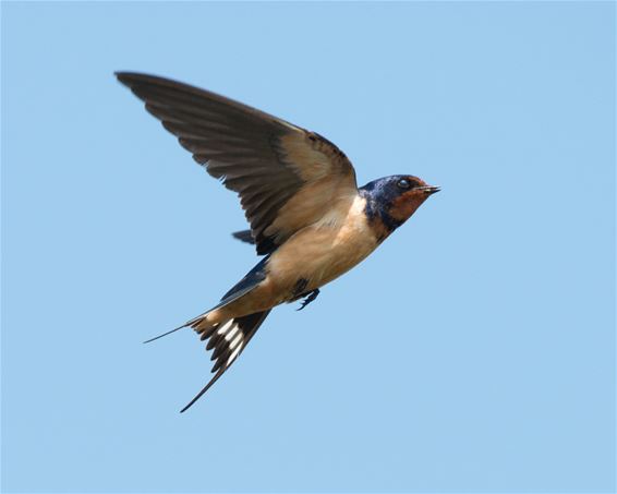 Bescherm zwaluwnestjes op jouw terrein - Bree
