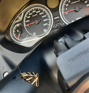 Pelt - Beschermde Spaanse vlag wilde mee op motorrit