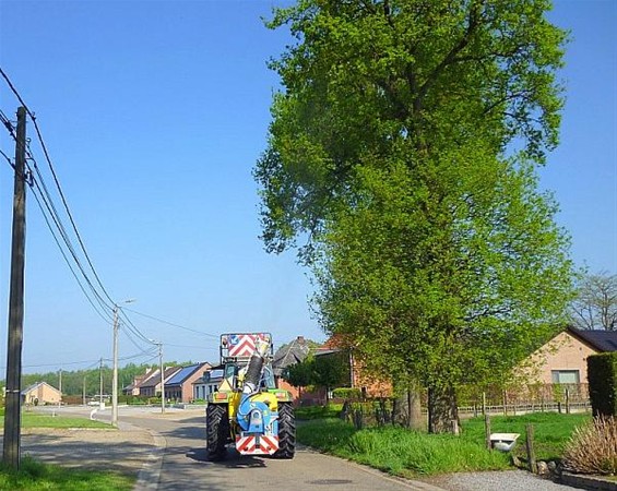 Bestrijding processierups is begonnen - Meeuwen-Gruitrode