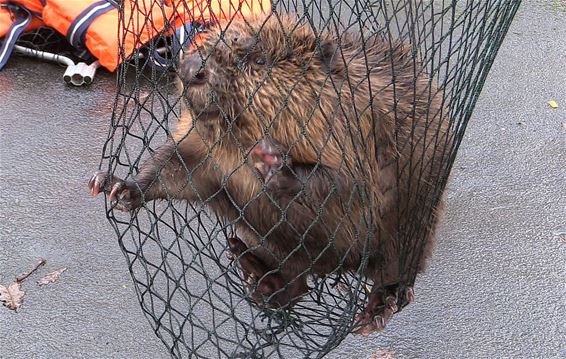 Bever gered uit sluizencomplex - Lommel