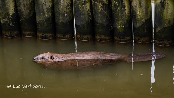 Bever gespot - Lommel