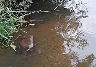 Bever in de Dommel - Pelt