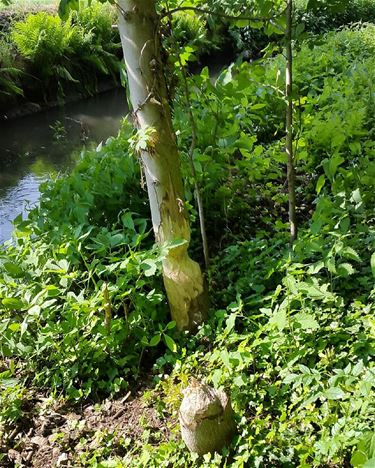 Bever in de Stationsstraat - Pelt