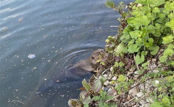 Bever in kanaal - Pelt