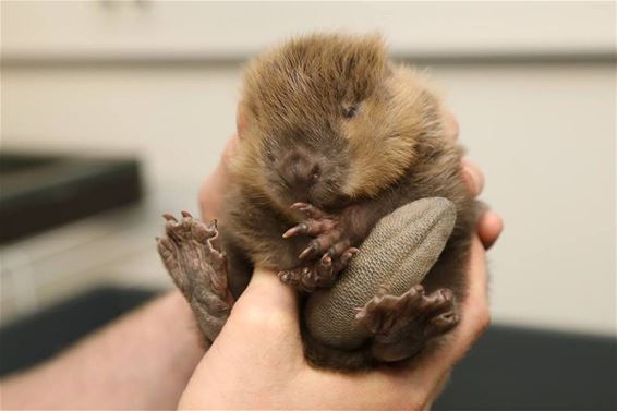 Bever-pups in het Natuurhulpcentrum - Houthalen-Helchteren & Oudsbergen