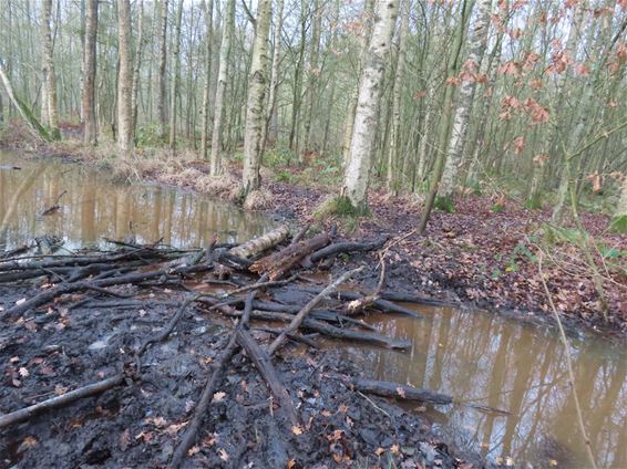 Bever zet wandelpad onder water - Pelt