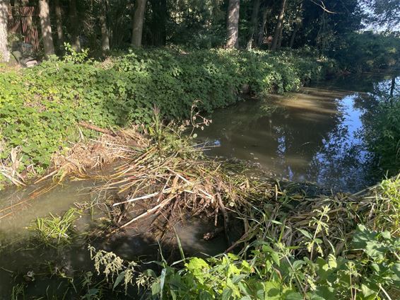 Beverdammen zorgen voor hoge waterstand - Beringen