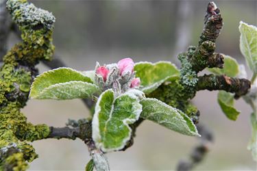 Bevroren bloesems - Beringen & Leopoldsburg