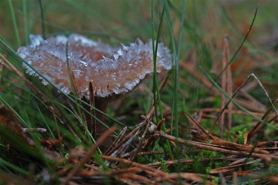 Bevroren paddenstoel - Lommel