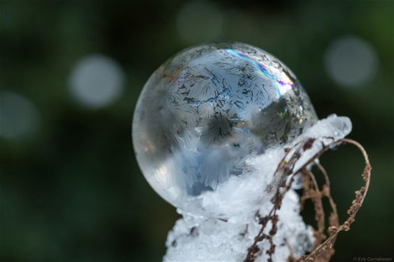 Bevroren zeepbellen - Hamont-Achel