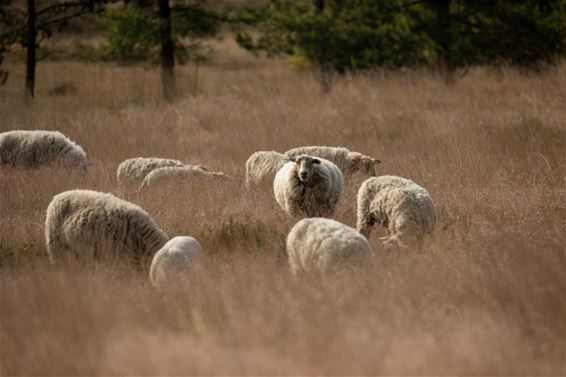 Bewoners en ex-bewoners van de Blekerheide - Lommel
