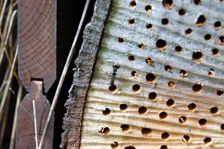 Bezoek in de insectenflats - Overpelt
