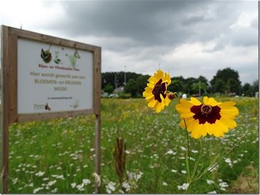 Bijen blij met bloemenweiden - Peer