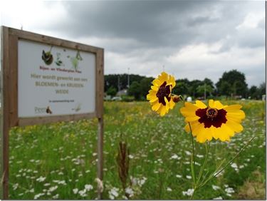 Bijen blij met bloemenweiden - Peer