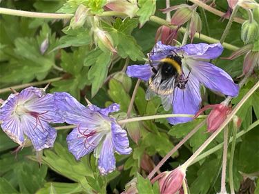 Bijen in de tuin - Beringen & Leopoldsburg