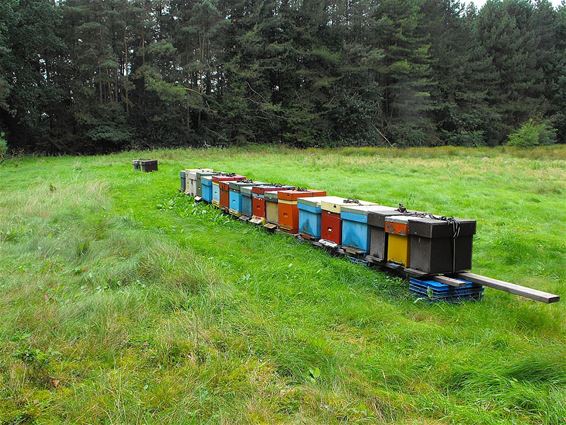 Bijen op de bloeiende heide - Hechtel-Eksel