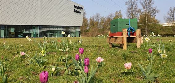 Bijenkast op bedrijfsterrein Berghoff - Beringen