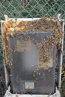 Bijenkolonie in elektriciteitskast - Lommel
