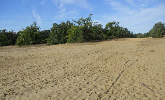 Bijna 1600 wandelaars in Duinentocht - Hechtel-Eksel