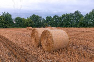 Bijna halfoogst: feesten en vooral werken - Beringen