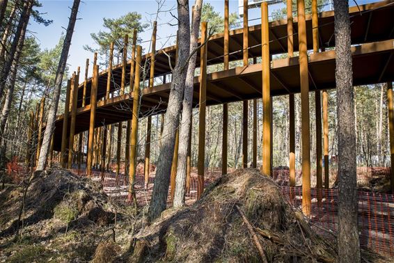 Bijna kan je fietsen door de bomen - Hechtel-Eksel