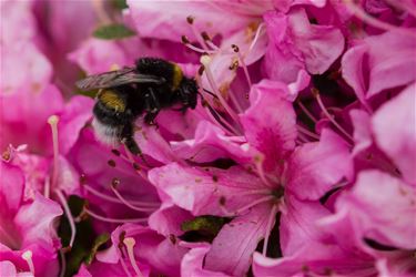 Bijtjes zoeken nectar - Beringen