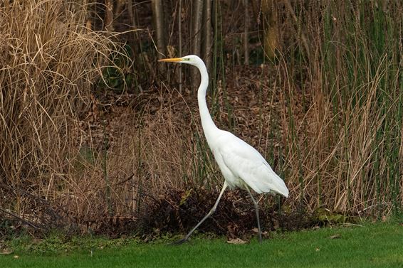 Bijzonder bezoek aan de tuinvijver - Pelt